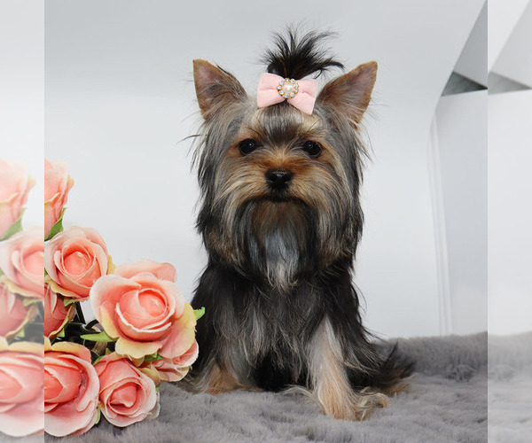 Medium Photo #3 Yorkshire Terrier Puppy For Sale in LOS ANGELES, CA, USA