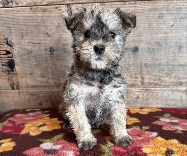 Medium Photo #1 Schnauzer (Miniature) Puppy For Sale in VERMONTVILLE, MI, USA
