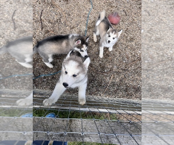 Medium Photo #8 Pomsky Puppy For Sale in VENUS, PA, USA