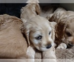 Small Photo #7 Cocker Spaniel Puppy For Sale in WEST CHESTER, OH, USA