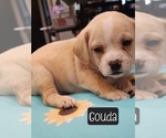Puppy Gouda French Bulldog-Poodle (Miniature) Mix