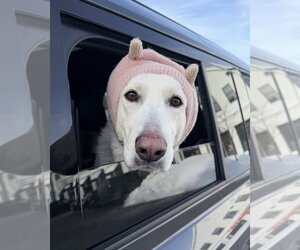 AC - Cantaloupe - Female Labrador Retriever Dog for Adoption - Photo #19