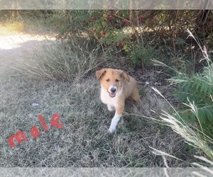 Scotch Collie Puppy for sale in CARRIER, OK, USA