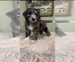 Small Photo #1 Golden Mountain Doodle  Puppy For Sale in OLIN, NC, USA