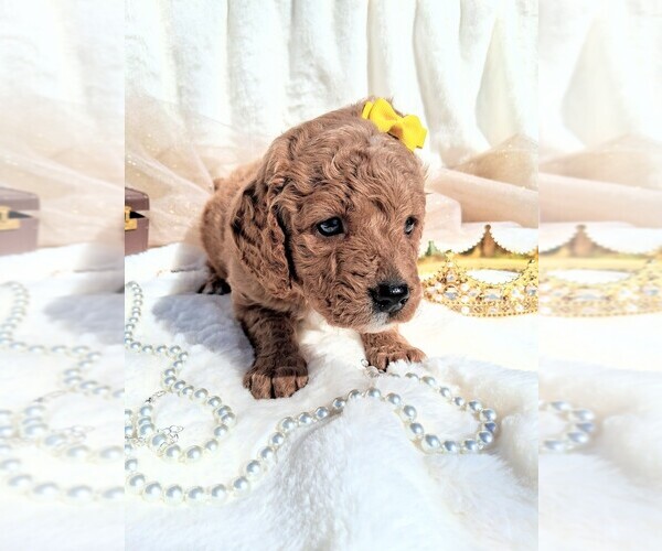 Medium Photo #28 Goldendoodle (Miniature) Puppy For Sale in GASTONIA, NC, USA