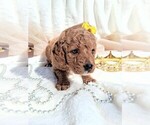 Small Photo #28 Goldendoodle (Miniature) Puppy For Sale in GASTONIA, NC, USA