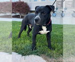 Small #7 American Pit Bull Terrier Mix