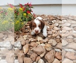 Small #3 Dachshund