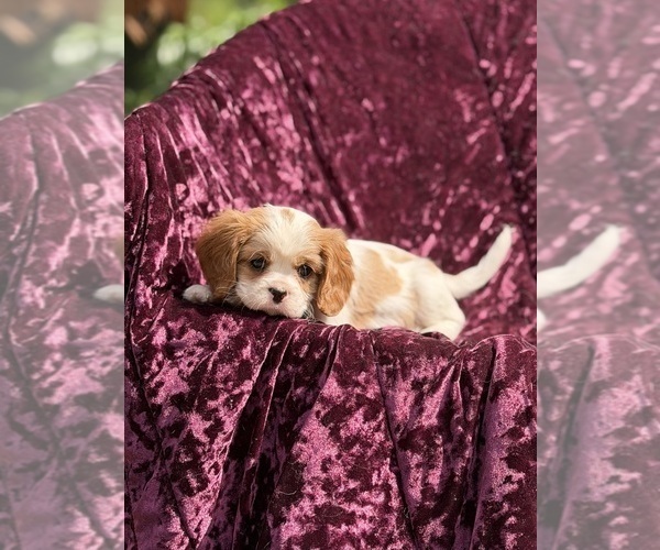 Medium Photo #5 Cavalier King Charles Spaniel Puppy For Sale in MIAMI, FL, USA