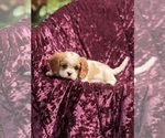 Small #4 Cavalier King Charles Spaniel
