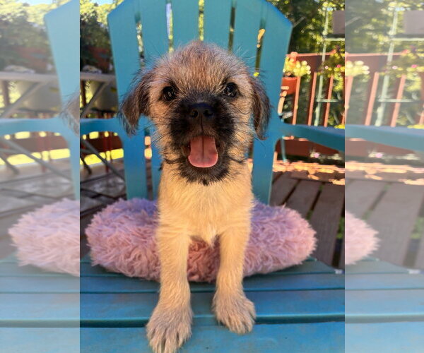Medium Photo #2 Pug-Unknown Mix Puppy For Sale in Pacolet, SC, USA