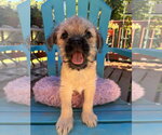 Small #1 Pug Mix