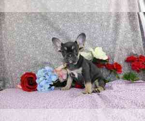 French Bulldog Puppy for sale in FREDERICKSBURG, OH, USA
