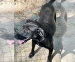 Small #4 Labrador Retriever Mix