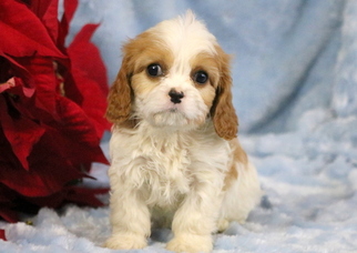 Cavachon Puppy for sale in MOUNT JOY, PA, USA