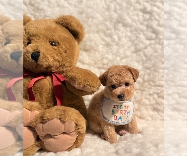 Medium Photo #4 Poodle (Toy) Puppy For Sale in REDLANDS, CA, USA
