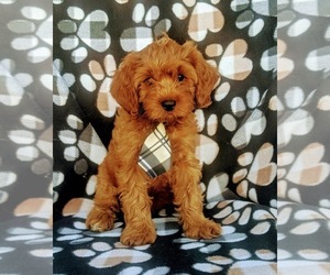 Cavapoo Puppy for sale in NOTTINGHAM, PA, USA