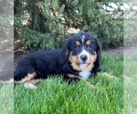 Small Photo #2 Bernese Mountain Dog Puppy For Sale in MIDDLEBURY, IN, USA
