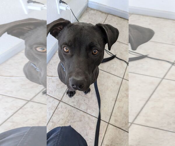 Medium Photo #2 American Pit Bull Terrier-Unknown Mix Puppy For Sale in Chandler, AZ, USA