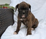 Small Photo #35 Boxer Puppy For Sale in GOSHEN, IN, USA
