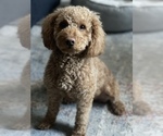 Small Goldendoodle (Miniature)