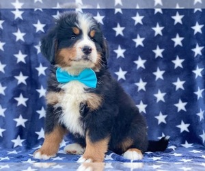 Bernese Mountain Dog Puppy for sale in LANCASTER, PA, USA