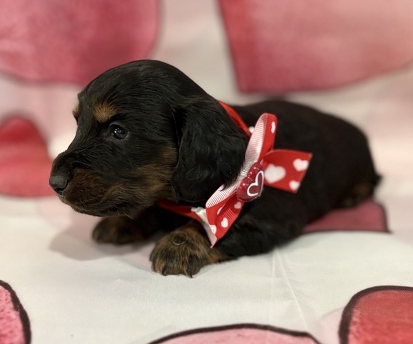 Medium Photo #1 Dachshund Puppy For Sale in CENTER HILL, FL, USA