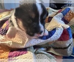 Small Photo #9 Pembroke Welsh Corgi Puppy For Sale in JACKSON, NJ, USA
