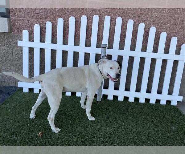 Medium Photo #1 Mutt Puppy For Sale in Modesto, CA, USA