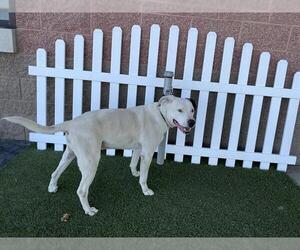 Mutt Dogs for adoption in Modesto, CA, USA