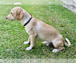 Small #4 Beagle Mix