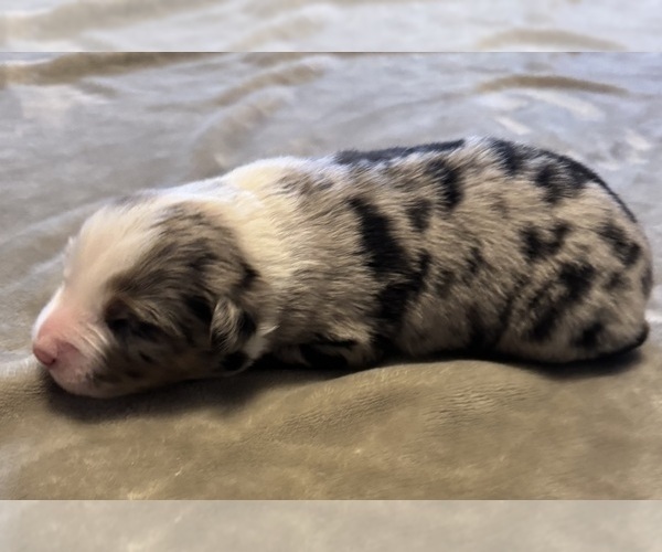 Medium Photo #61 Australian Shepherd Puppy For Sale in SALISBURY, NC, USA