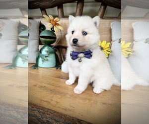 Medium Pomsky