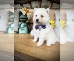 Puppy Jessie Pomsky