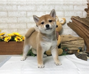 Medium Shiba Inu