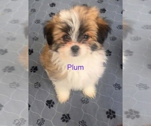 Shiranian Puppy for sale in AVOCA, MI, USA