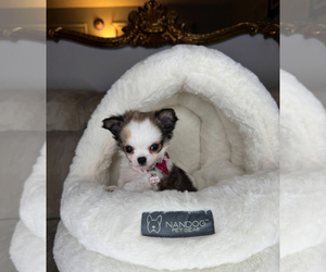 Chihuahua Puppy for sale in CHARLOTTE, NC, USA