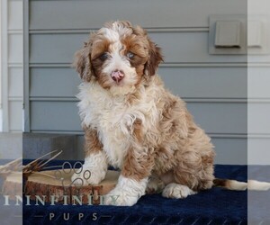 Bernedoodle (Miniature) Puppy for sale in NARVON, PA, USA