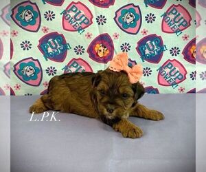YorkiePoo Puppy for sale in WINNSBORO, LA, USA