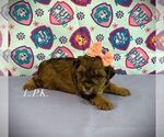 Small YorkiePoo