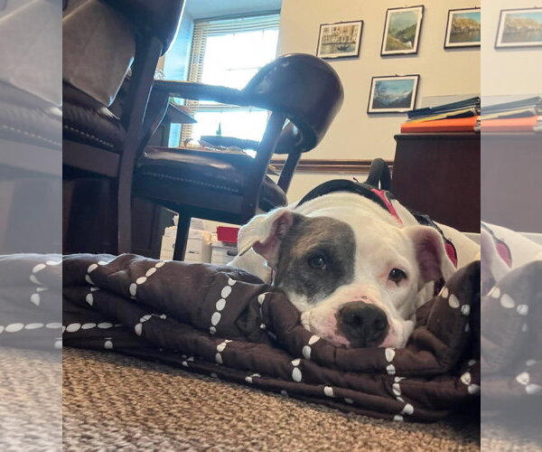 Medium Photo #6 American Pit Bull Terrier-Unknown Mix Puppy For Sale in Germantown, OH, USA