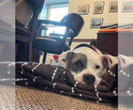 Small #5 American Pit Bull Terrier Mix