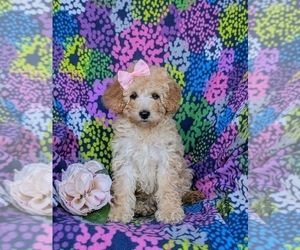 Cock-A-Poo Puppy for sale in OXFORD, PA, USA