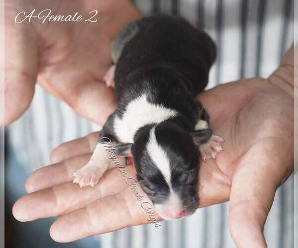 Medium Photo #3 Pembroke Welsh Corgi Puppy For Sale in ANDALUSIA, AL, USA