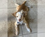 Small Chihuahua-Colonial Cocker Spaniel Mix