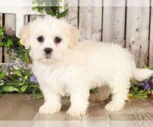 Zuchon Puppy for sale in MOUNT VERNON, OH, USA