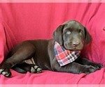 Small Photo #5 Labrador Retriever Puppy For Sale in KIRKWOOD, PA, USA