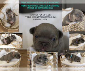 French Bulldog Puppy for sale in Maple, Ontario, Canada