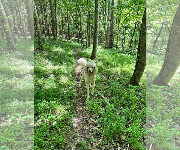 Medium Photo #2 Poodle (Standard) Puppy For Sale in Pacolet, SC, USA
