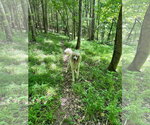 Small #1 Poodle (Standard)